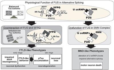 Importance of Functional Loss of FUS in FTLD/ALS